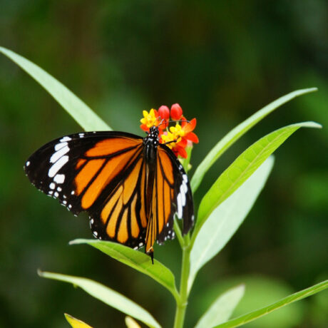 旅する蝶オオカバマダラ激減の原因はグリホサートだけではない【解説