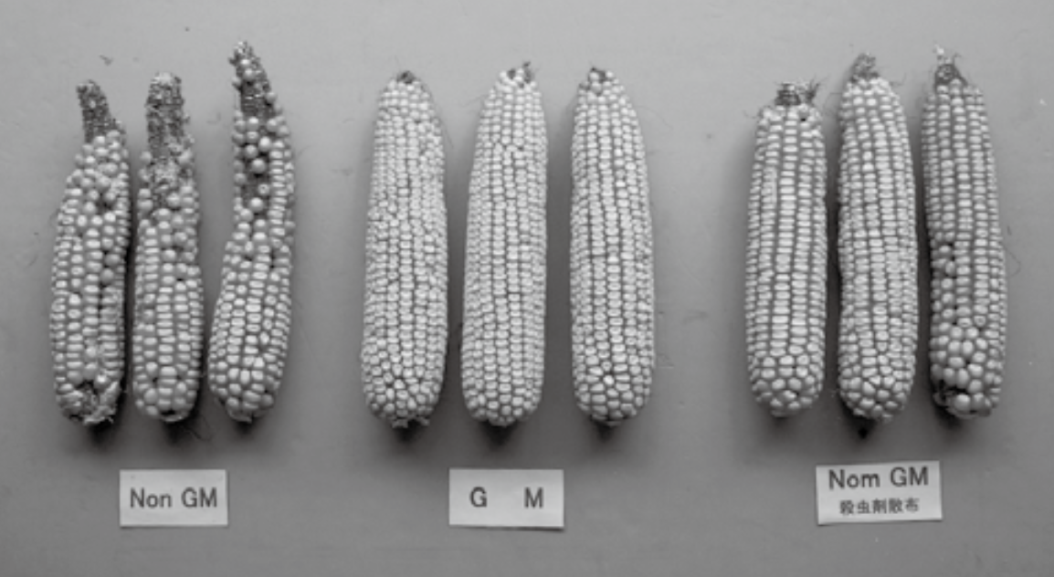 （左）非遺伝子組換え（中央）害虫抵抗性遺伝子組換え（右）非遺伝子組換えに殺虫剤を散布 写真提供／バイエルクロップサイエンス（株）