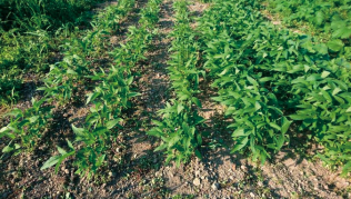 グルホシネート剤を散布したGM除草剤耐性大豆